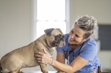 Veterinarian Comforting a Dog