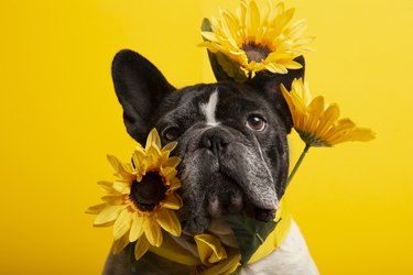 Closeup shot of a French bulldog with sunflowers on a yellow background