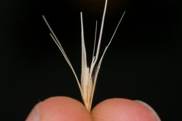 Macro photo of tiny barbs of foxtail seeds