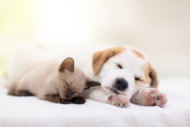 Cat and dog sleeping. Puppy and kitten sleep.