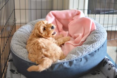 cute dog in bed inside crate