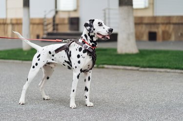 Funny Dalmatian Dog Walks Down Street On A Leash.