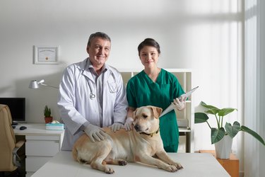 Veterinarians Examining Labrador Dog