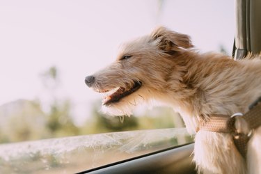 Close-Up Of Dog In Car