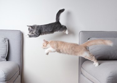 Two cats leaping from a couch to a chair.