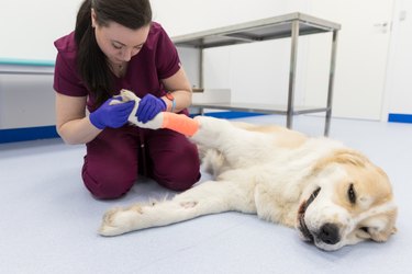 what can cause open sores on dogs