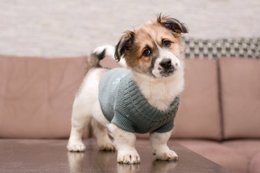 Happy little puppy in a sweater cocking head to side