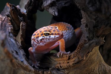 close-up of a leopard gecko
