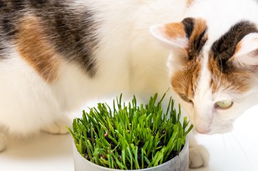 Special nutritional cat grass. Concept, Taking care of your pet's health, Cat eating grass