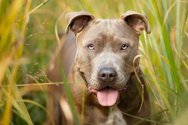Pit Bull In the Grass