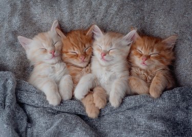 4 kittens sleeps together in a cozy blanket