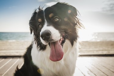 Dog on windy boardwalk