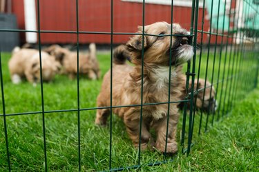 Bichon havanaise puppies playing in a puppy garden outdoors in the spring