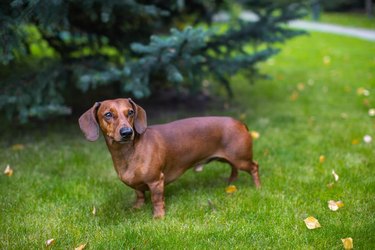 Little dachshund is walking in the garden