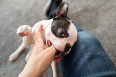 Boston Terrier puppy chewing or biting the thumb of the person she is playing with due to the fact she is teething.