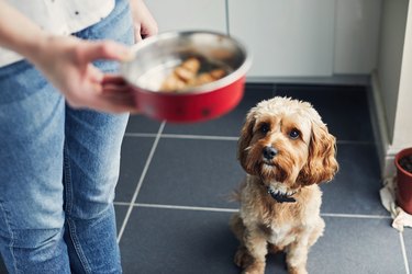 Woman feeding her pet dog