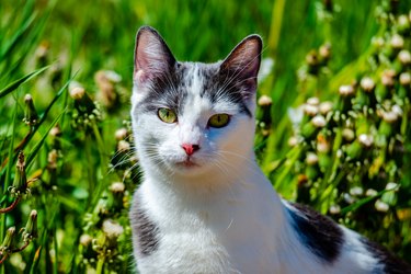 Cat in the meadow sunny warm springtime day