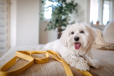 how can i tell if my maltese is pregnant