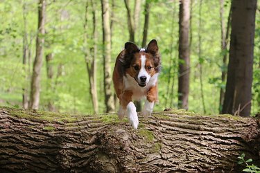 a handsome brown white mixed breed dog jumps with full vigor over a large log lying on the ground in the forest