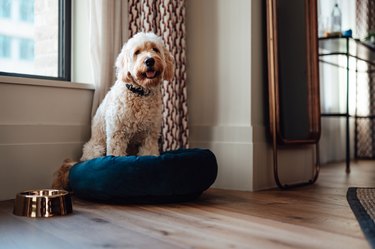 Cute golden doodle sitting on dog bed in a stylish living room