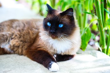 A cat with blue eyes on the street. Portrait of a cute pet