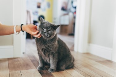 Happy cute ginger cat likes being stroked by woman's hand. The red cat lies and the hand of a woman strokes and scratches.