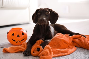 German shorthaired pointer dog with Halloween bucket and orange blanket.