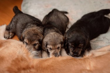 Three puppies are sucking milk. Mom dog feeding