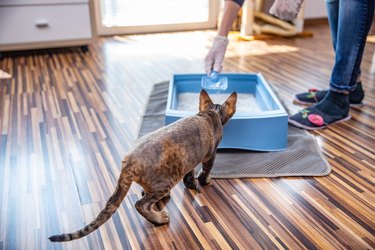 Pet Owner Cleaning Litter Box While Cat is Watching