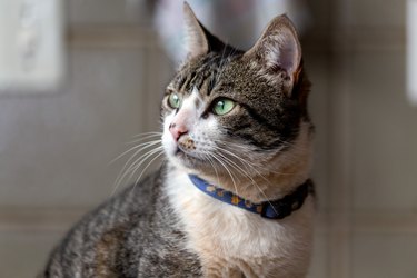 American wirehair cat with light green eyes looking ahead.