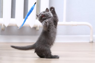 A small gray kitten plays with toy on a fishing rod. Cat toys.
