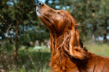 Hould dog in a yard enjoys the sun and wind