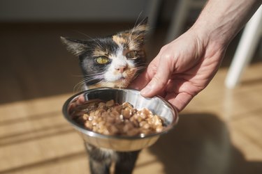 Man giving feeding his hungry cat