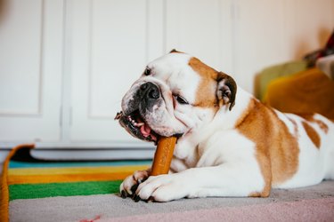 english bulldog chewing toy