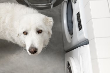 White dog standing in front of washer and dryer machines and looking at camera.