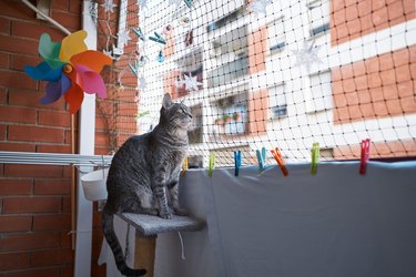 Fluffy cat sitting on balcony