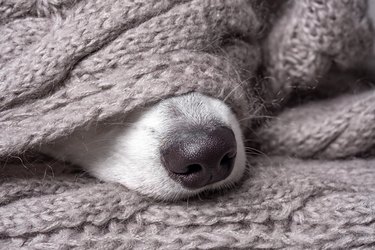 Black nose of dog covered in grey material scarf.