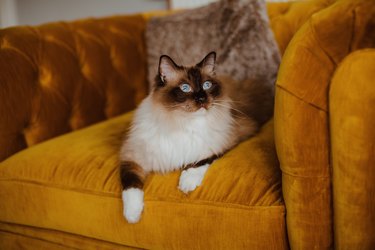 Ragdoll cat with light blue eyes on a yellow armchair.