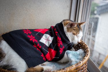 Cat wearing sweater an argyle holiday sweater and sitting in a basket.