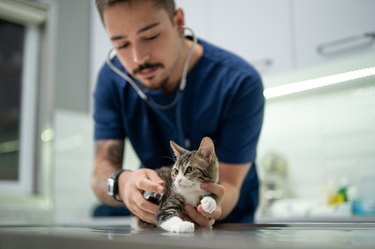 A young male vet examining a kitten