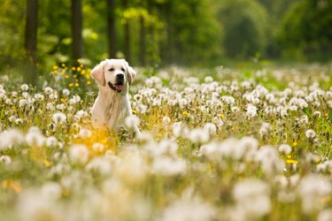 Portrait of golden retriever frolicking in field of flowers