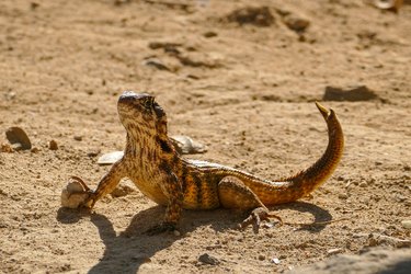 A Lizard (Leiocephalus cubensis) in the sand