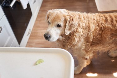 A cute baby on a high chair feeds a dog a cucumber. Golden Retriever loves cucumbers. Lifestyle photo with copy space.