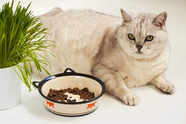Overweight Cat With Bowl Of Dry Food