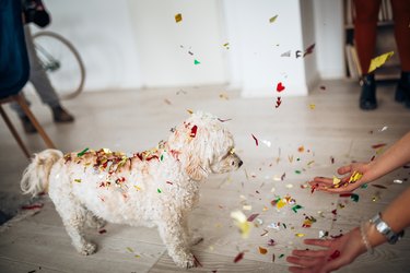 Woman playing with dog with confetti everywhere