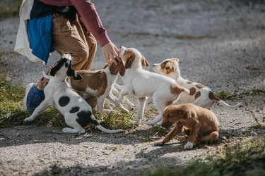 Cute boy playing with group of abandoned puppies on street