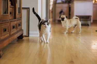 Domestic cat and dog walking together around the house.