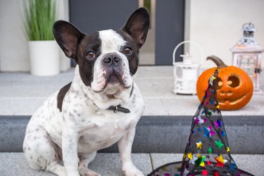 French bulldog sitting at home front doors on Halloween.