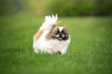 Pekingese breed dog on the grass