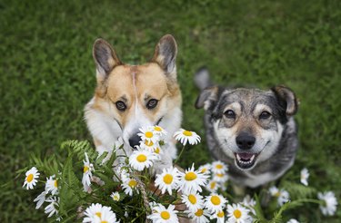 two cute dog friends are sitting on the green grass with a bouquet of white wildflowers daisies